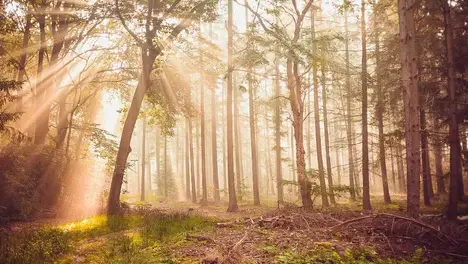 Elk采访真情流露感谢队友，BLG喊话T1展现团队配合，Bin回应质疑坚定立场